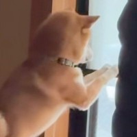 窓をカリカリする柴犬→ロールカーテンに爪が引っかかってしまい…シュールすぎる『ハプニング』に爆笑「すーんｗｗｗ」「閉店ガラガラで草」