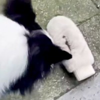 外で落とした手袋を探しに行ってくれた犬→見つけたと思ったら…想定外な『まさかのオチ』に爆笑「厳正な審査の上、違ったみたいｗ」「賢い」