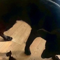 子猫を『大型犬がいる家』に迎えた結果→種族を超えて仲良くなり…想像以上の『サイズ差』が尊いと24万再生「ジブリ映画？」「対比愛おしい」