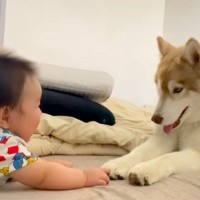 床の上で、赤ちゃんと向かい合う大型犬→まるでベビーシッター？あまりにも『愛おしい時間』が47万再生「何回も見ちゃった」「ほっこり」と反響