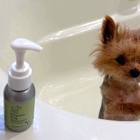 小型犬をシャンプーした結果→『だれ…？』別犬すぎる"衝撃の変貌"に2万4000いいね集まる「声出して笑った」「弱そうすぎて愛おしい…」