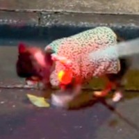 17歳のおじいちゃん犬→お散歩をしたら、ゆっくりと落ち葉を踏んで…とんでもなく尊い『歩き方』が147万再生「ゼンマイ式かな？」「涙出た」