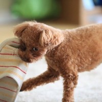 犬が『モノをくわえて頭を振り回す』心理5つ　落ち着かせた方がいいの？注意点まで解説