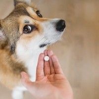 犬に絶対NGな『薬の飲ませ方』５選　飼い主がやりがちな間違った与え方とは？