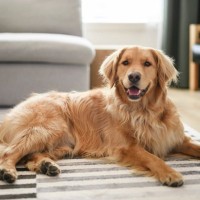 犬に絶対『与えてはいけないモノ』６選　渡してはいけない理由や事故を防ぐための対策まで