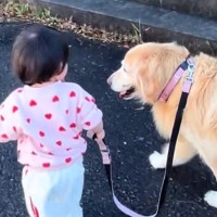 1歳の女の子が大型犬のお散歩に挑戦→『引っ張られるかな』と思いきや…優しすぎる『100点満点の対応』に反響「なんか泣ける」「賢すぎる」