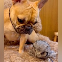 友人宅のフクロウに会った犬→じっと動かないのを心配して…種族を超えた『母性あふれる光景』が15万再生「仲良くなれるんだ」「優しい子」