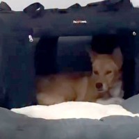 医者から『一生怯えたまま』と言われた保護犬→5年間大切に育てた結果…『嘘のような変化』が29万再生「泣けてくる」「本当にすごい」と称賛