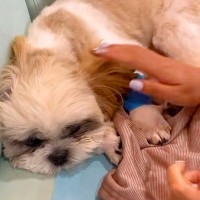 突然ご飯を食べなくなり、即入院した犬→医師からは『生命力にかけるしか』と言われ…まさかの『奇跡の物語』に反響「泣いた」「愛されてる」