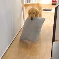 『どこ行ってたの！』お兄ちゃんと1ヶ月半ぶりに再会した大型犬→なぜかクッションを持って…愛おしい光景が40万再生「寂しかったね」「最高」