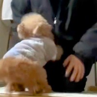 家に帰ると『12歳のおばあちゃん犬』が走ってきて…涙が出るほど愛おしい『おかえりなさい！』に絶賛の声「なんか泣けた」「疲れ吹き飛ぶ」