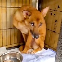 『処分が決定していた犬』を保護→怯えてご飯も食べられず、2ヶ月半後…涙が出る『感動の物語』が25万再生「泣けてくる」「今までの分幸せに」