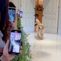 大型犬が『結婚式のリングドッグ』を務めた結果→もはやアイドル？微笑ましいファンサが222万再生「寄り道しすぎで草」「幸せな時間…」