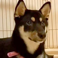 『長く売れ残っていた犬が、我が家に来て変わったこと』別犬かと思うほどの『愛おしい変化』が69万再生「最高な出会い」「待っていたと思う」
