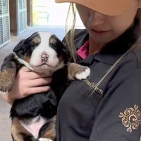 両手に収まるほど小さな『赤ちゃん犬』→6ヶ月まで成長した結果…子犬とは思えない『衝撃のデカさ』が375万再生「成長はやｗｗ」「可愛すぎ」