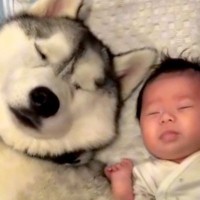 『赤ちゃんに育てられた大型犬…？』一緒に過ごしていくうちに覚えてしまった『まさかの行動』が153万再生「大きな赤ちゃんで草」「可愛すぎ」