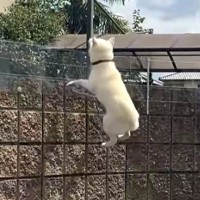 大好きな『親戚のおじさん』の車を見つけた犬→庭の塀から…まさかの『必死なアピール』が132万再生「おじさん視点見たいｗ」「前世で恋人？」