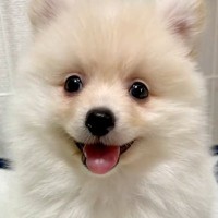 『大きくならない』と言われた小型犬を飼った結果→驚異の成長を遂げた『ビフォーアフター』に反響「最高に可愛い」「なんて幸せな顔」と2万再生