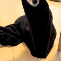 旦那がズボンを脱ぎっぱなしでトイレへ→部屋に戻ると⋯想定外だった『まさかの状況』が111万再生「入ってみたかったんだｗ」「新種の生き物」