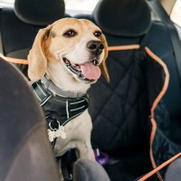 犬を車に乗せるときのNG行為4つ　愛犬とのドライブ前に確認すべきこととは？