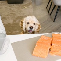 犬に与えてもいい『魚介類』4選　食べさせる前に必ず知っておくべきこととは？