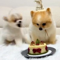 犬の誕生日をケーキでお祝い→みんなで『待て』をする最中、フライングしてしまい…まさかのブチギレが170万再生「容赦ないｗ」「全員面白い」