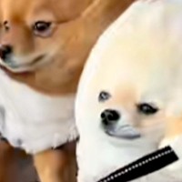 暴風の中、お散歩をする3匹のポメラニアン→思わず笑ってしまう『必死過ぎる姿』が44万再生「声出して笑ったｗｗ」「風ラニアンズ」と爆笑