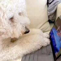 iPadの中で『亡くなってしまった同居犬』を見つけた犬→真剣に画面を見つめ…思わず泣いてしまう光景が54万再生「会いたいね…」「涙出た」