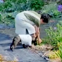 田舎に住むおばあちゃん→畑で野菜を収穫中、犬が一緒についてきて…『本当の孫』のような光景が48万再生「可愛すぎ」「お手伝い偉い」と大絶賛