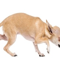 犬が『低い姿勢で歩く』4つの理由　普段と違う場合は要注意…危険な症状まで