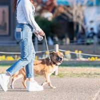 愛犬の『散歩』適当にやってない？外出時に考えられる危険性や事故を未然に防ぐ方法まで