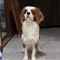 １年半も売れ残り、お店をたらい回しにされた犬→温かい家族に迎えられた結果…『現在の光景』に感動「運命だった」「辛かった分、幸せにね」