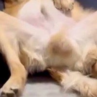 皿洗い中、ふと『クッションに寝転がる大型犬』を見た結果…完全に『オッサン化』している光景が153万再生「家主で草」「背中チャックない？」