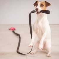 犬が『散歩前に暴れてしまう』理由4つ　落ち着かせるためにはどうしたらいいの？