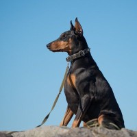 犬が『自信満々』なときにみせる行動4つ　愛犬のやる気を出させるために飼い主ができることまで