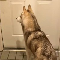 パパが『夜勤』に行ってしまったら、ハスキー犬が玄関で…『一緒に寝たい…寂しい』と訴える光景に反響「なんて健気」「パパ幸せ」「たまらん」