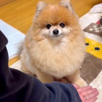 犬がはじめて『お手』をできるようになった結果…あまりにも可愛い『パシパシたたく光景』に絶賛「しばくスタイルで草」「可愛すぎて5回見た」