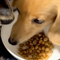 犬がごはんを食べていたら『他の犬』が隣にやってきて…あまりにも『食べづらすぎる光景』が面白いと話題「無言の圧ｗ」「食べたそうで草」