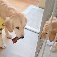 弟犬の前でおやつを咥える姉犬→『おすそ分けするのかな』と思ったら…人間のような『まさかの行動』がSNSで話題「いけずｗ」「悪いわーｗ」