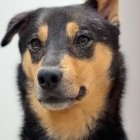 シェパードのような『雑種の元野犬』→試しに『犬種鑑定』してみたら…あまりに意外な結果が35万再生「聞いたことない犬種」「うちも調べたい」