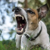 犬が『本気噛み』する前にみせるサイン3選　ケガや事故を未然に防ぐために確認すべきことまで