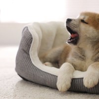 犬が眠気に耐えているときにみせるサイン3つ　なぜ眠いのを我慢してしまうの？愛犬を安眠させる方法まで