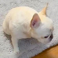 通りすがりの子供に『妖怪みたい』と言われてしまった犬→温厚な息子が追いかけて…立派すぎる一言に称賛「素敵すぎる」「泣いた」と328万再生