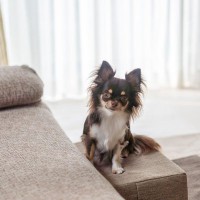 犬が『好む場所』6選　愛犬と暮らす環境に満足させるポイントや注意点まで解説