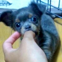 『珍しい色だから』と安売りされていた犬→親を説得してお迎えした6年後…涙が止まらない物語に反響「きっと幸せな犬生」「泣けてきた…」