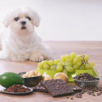 『小型犬を短命にする』絶対NG行為６選　今すぐに改善すべきことや飼い主の間違った認識まで