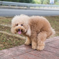 犬が『ウンチ中』に飼い主を見つめる理由４選　排泄時にみせる行動の意味や注意点まで