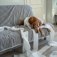 犬が『いたずらを誤魔化そうとしている』サイン5つ　どんな仕草や行動を見せる？