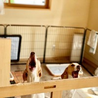 『犬の吠え方』でわかる心理5つ　要求吠えに対する飼い主の適切な対応まで解説