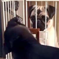 ケージに入れられた犬→同居犬が助けにきて…まさかの『協力して脱走する光景』に反響「賢すぎｗ」「仲良しコンビ」「一緒に遊びたかったのね」